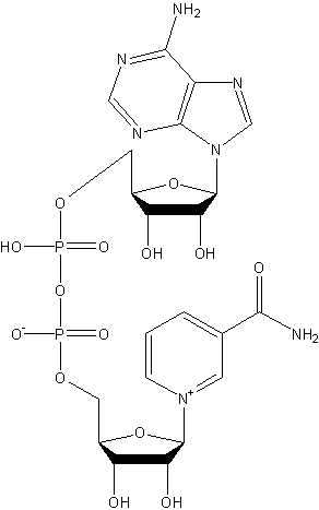 β-biphosphopyridine nucleotide